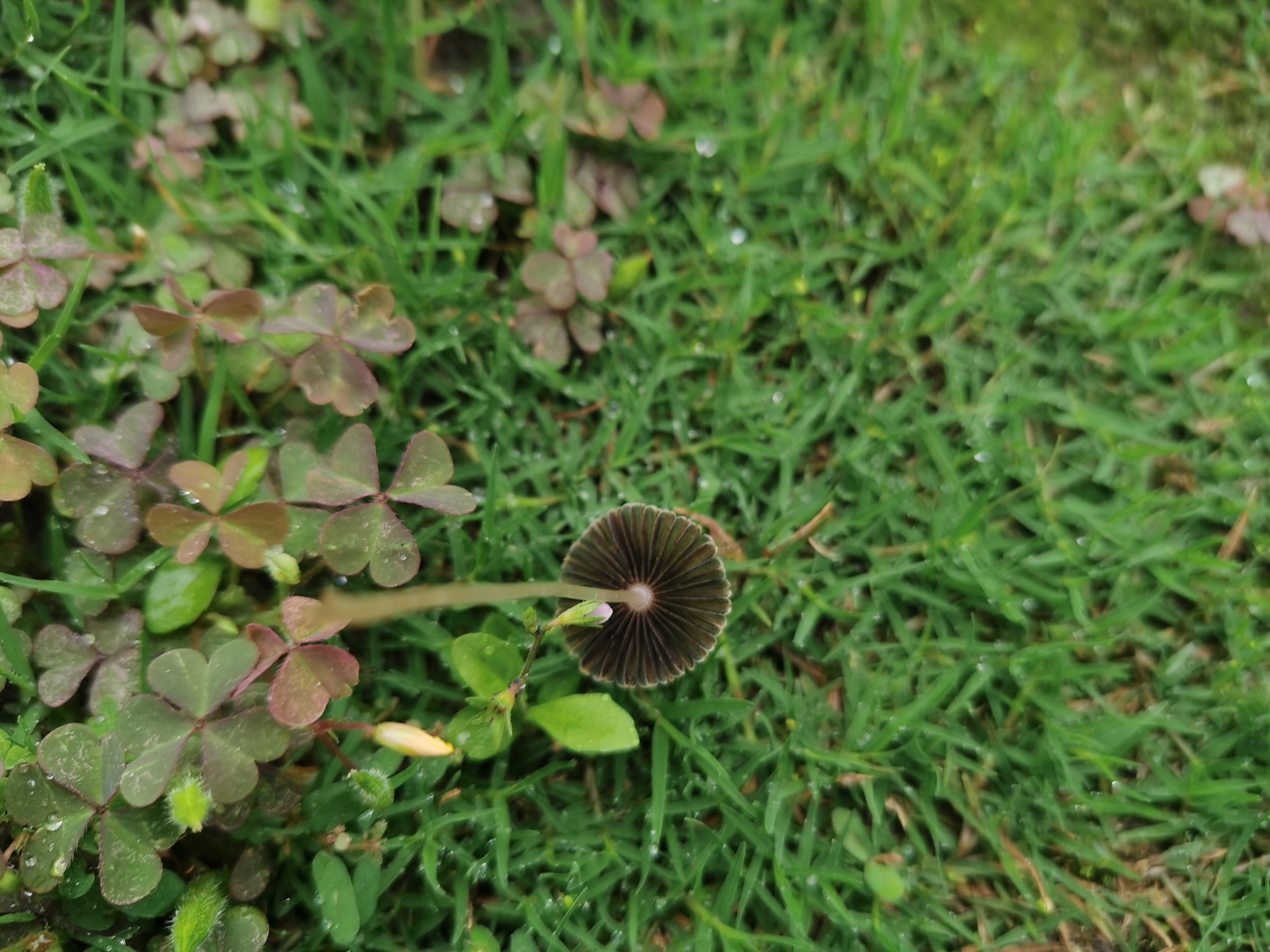 mushroom-image